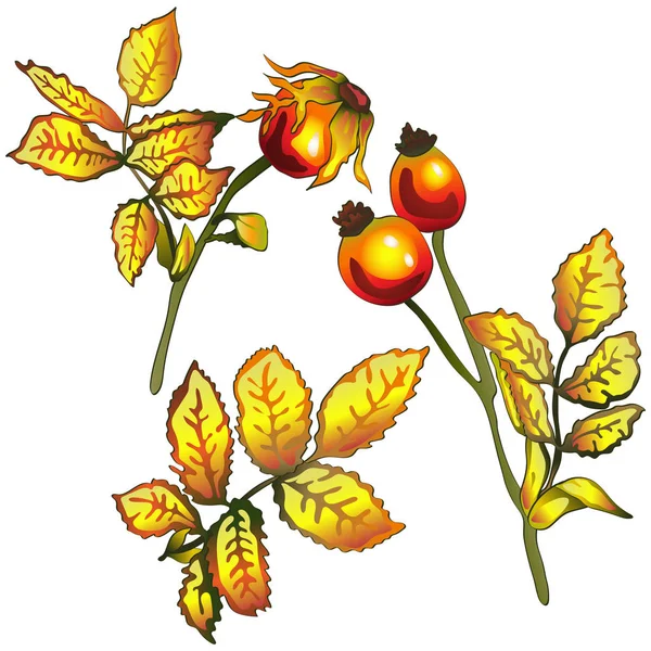 Векторные Осенние Желтые Листья Шиповника Цветочная Листва Ботанического Сада Изолированный — стоковый вектор
