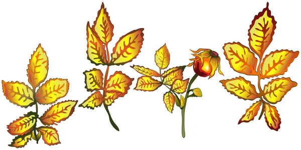 Vecteur Automne Jaune Rose Feuilles Hanche Feuillage Floral Jardin Botanique — Image vectorielle