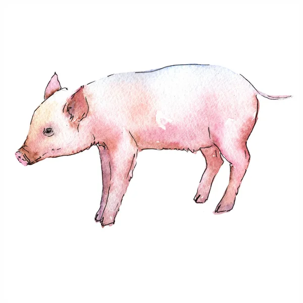 Cerdo Rosa Salvaje Animal Estilo Acuarela Aislado Aquarelle Animal Salvaje —  Fotos de Stock