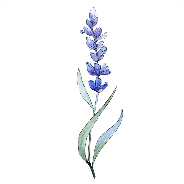 Akvarel Fialový Květ Levandule Květinové Botanické Květin Izolované Ilustrace Prvek — Stock fotografie