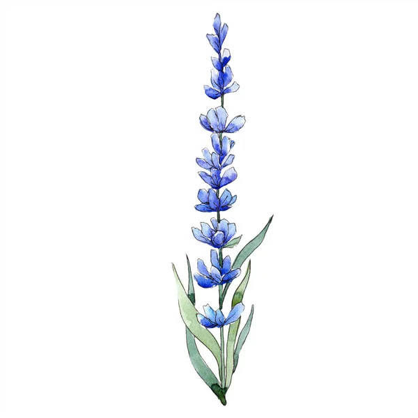 Akvarel Fialový Květ Levandule Květinové Botanické Květin Izolované Ilustrace Prvek — Stock fotografie