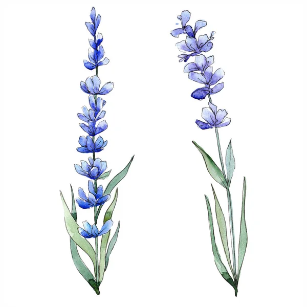 Watercolor Purple Lavender Flower Floral Botanical Flower Isolated Illustration Element — Stock Photo, Image