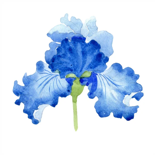 Suluboya Mavi Iris Çiçeği Botanik Çiçek Zole Illüstrasyon Öğesi Arka — Stok fotoğraf
