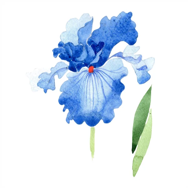 水彩ブルー アイリスの花 花植物の花 孤立した図の要素 テクスチャ ラッパー パターン フレームや境界線の Aquarelle ワイルドフラワー — ストック写真