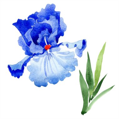 Suluboya mavi iris çiçeği. Botanik çiçek. İzole illüstrasyon öğesi. Arka plan, doku, sarıcı desen, çerçeve veya kenarlık için Aquarelle kır çiçeği.