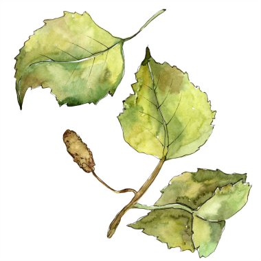 Yeşil sonbahar yaprak huş ağacı. Yaprak bitki botanik bahçe çiçek yaprakları. İzole illüstrasyon öğesi. Aquarelle yaprak için arka plan, doku, sarıcı desen, çerçeve veya kenarlık.