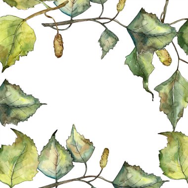 Yeşil sonbahar yaprak huş ağacı. Yaprak bitki botanik bahçe çiçek yaprakları. İzole illüstrasyon öğesi. Aquarelle yaprak için arka plan, doku, sarıcı desen, çerçeve veya kenarlık.