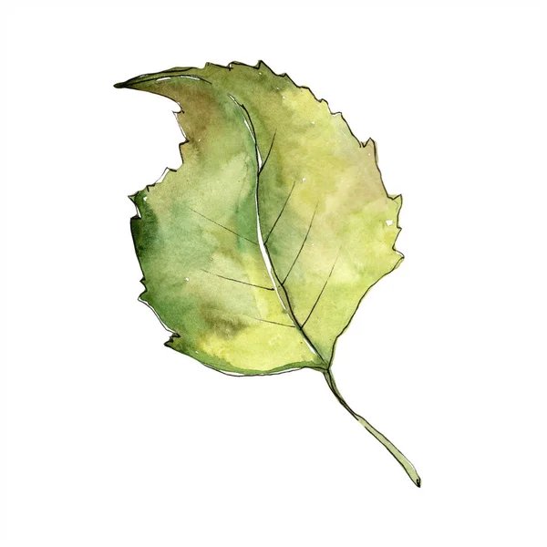 Grüne Herbstblattbirke Blattpflanze Botanischer Garten Florales Laub Isoliertes Illustrationselement Aquarellblatt — Stockfoto
