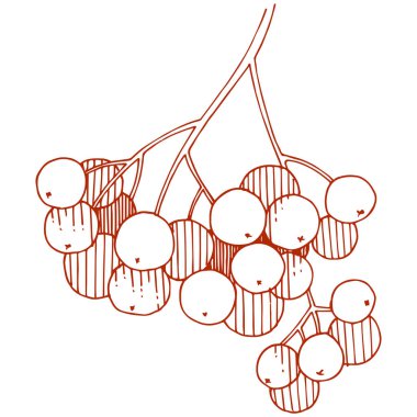 Vektör sonbahar kırmızı üvez (bitki) bitki. Berry bitki botanik bahçe çiçek yaprakları. İzole illüstrasyon öğesi. İzole illüstrasyon öğesi. Arka plan, doku, çerçeve veya sınır vektör bitki.