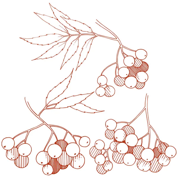 Διάνυσμα Φθινόπωρο Κόκκινο Sorbus Φυτό Berry Φυτό Βοτανικός Κήπος Λουλουδιών — Διανυσματικό Αρχείο