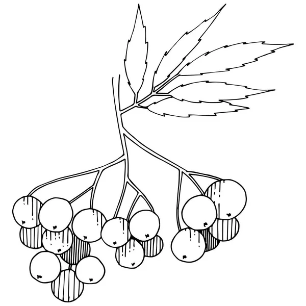 Vector Otoño Planta Sorbus Negro Planta Bayas Jardín Botánico Follaje — Vector de stock