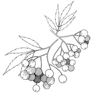 Vektör sonbahar siyah sorbus bitki. Berry bitki botanik bahçe çiçek yaprakları. İzole illüstrasyon öğesi. İzole illüstrasyon öğesi. Arka plan, doku, çerçeve veya sınır vektör bitki.