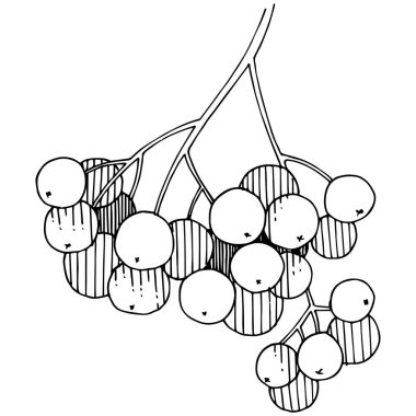 Vektör sonbahar siyah sorbus bitki. Berry bitki botanik bahçe çiçek yaprakları. İzole illüstrasyon öğesi. İzole illüstrasyon öğesi. Arka plan, doku, çerçeve veya sınır vektör bitki.
