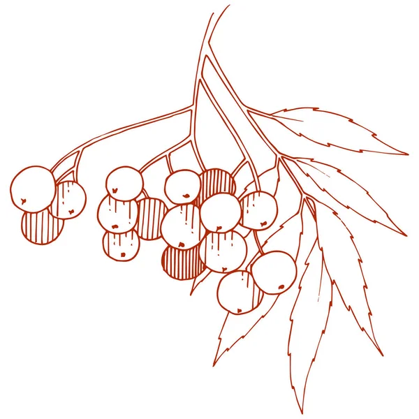 矢量秋红花植物 浆果植物园花叶 独立的插图元素 独立的插图元素 框架或边框的矢量植物 — 图库矢量图片