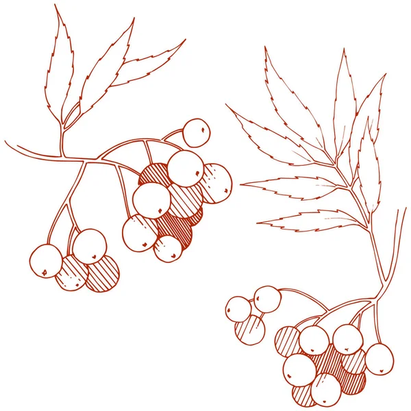 Vector Otoño Planta Sorbus Rojo Planta Bayas Jardín Botánico Follaje — Archivo Imágenes Vectoriales