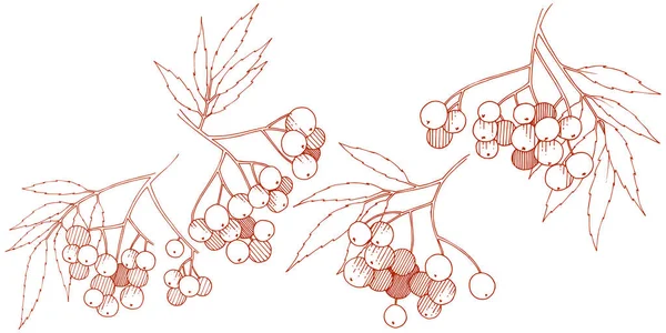 Vektorherbstrotes Sorbusgewächs Beerenpflanze Botanischer Garten Florales Laub Isoliertes Illustrationselement Isoliertes — Stockvektor