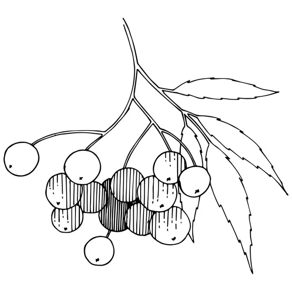 Vector Herfst Zwarte Sorbus Plant Berry Plant Botanische Tuin Floral — Stockvector