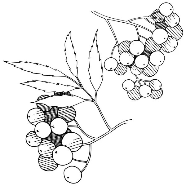 Διάνυσμα Φθινόπωρο Μαύρο Sorbus Φυτό Berry Φυτό Βοτανικός Κήπος Λουλουδιών — Διανυσματικό Αρχείο