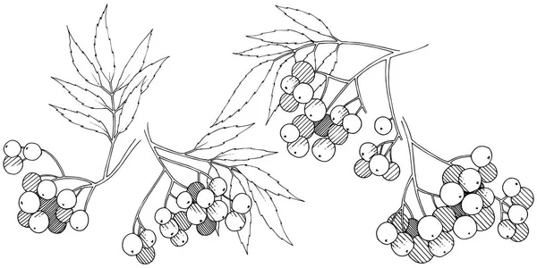 Usine Sorbus Noir Automne Vecteur Berry Plant Jardin Botanique Feuillage — Image vectorielle