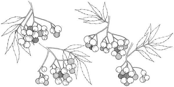 ベクトル秋の黒いナナカマドの植物 ベリー植物植物園花葉 孤立した図の要素 孤立した図の要素 テクスチャ フレームや境界線のベクトル工場 — ストックベクタ