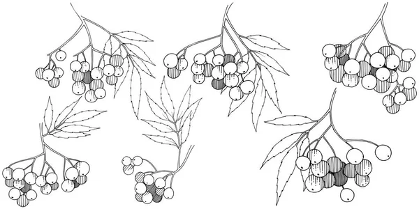 ベクトル秋の黒いナナカマドの植物 ベリー植物植物園花葉 孤立した図の要素 孤立した図の要素 テクスチャ フレームや境界線のベクトル工場 — ストックベクタ