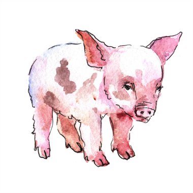 Pembe domuz vahşi hayvan izole bir suluboya tarzında. Aquarelle vahşi hayvan arka plan, doku, sarıcı desen veya dövme için.