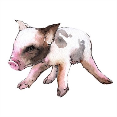Pembe domuz vahşi hayvan izole bir suluboya tarzında. Aquarelle vahşi hayvan arka plan, doku, sarıcı desen veya dövme için.