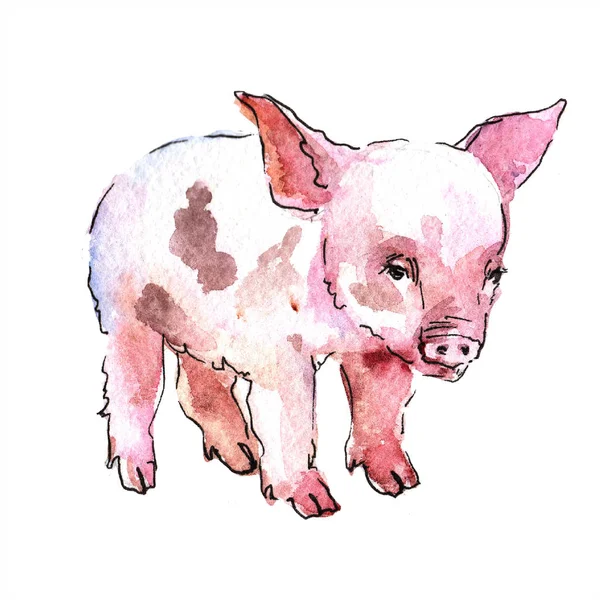 Pink Pig Wild Animal Watercolor Style Isolated Aquarelle Wild Animal — Stock Photo, Image