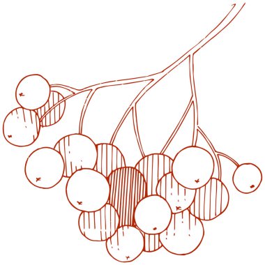 Vektör sonbahar kırmızı üvez (bitki) bitki. Berry bitki botanik bahçe çiçek yaprakları. İzole illüstrasyon öğesi. İzole illüstrasyon öğesi. Arka plan, doku, çerçeve veya sınır vektör bitki.
