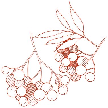 Vektör sonbahar kırmızı üvez (bitki) bitki. Berry bitki botanik bahçe çiçek yaprakları. İzole illüstrasyon öğesi. İzole illüstrasyon öğesi. Arka plan, doku, çerçeve veya sınır vektör bitki.