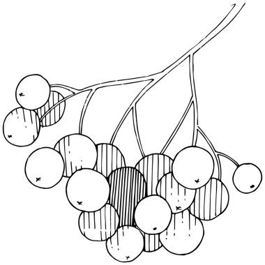 Vektör sonbahar siyah sorbus bitki. Berry bitki botanik bahçe çiçek yaprakları. İzole illüstrasyon öğesi. İzole illüstrasyon öğesi. Arka plan, doku, çerçeve veya sınır vektör bitki.