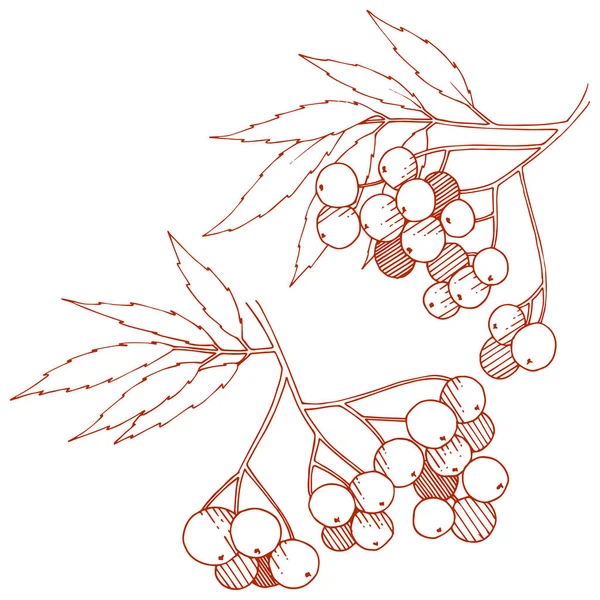 Vector Otoño Planta Sorbus Rojo Planta Bayas Jardín Botánico Follaje — Archivo Imágenes Vectoriales