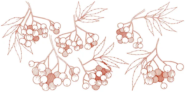 Vektorherbstrotes Sorbusgewächs Beerenpflanze Botanischer Garten Florales Laub Isoliertes Illustrationselement Isoliertes — Stockvektor