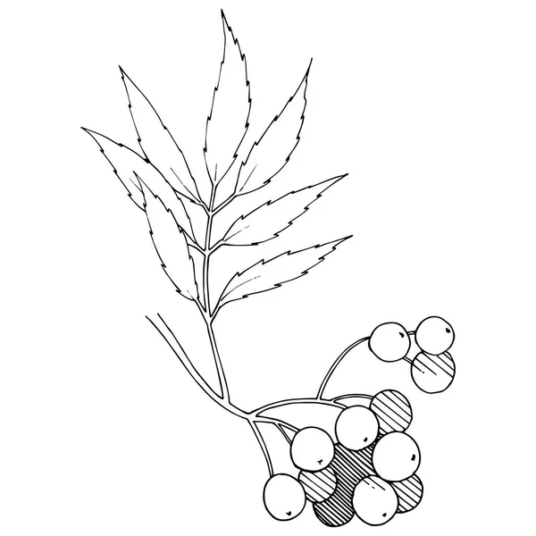 Vektorherbst Schwarz Sorbus Pflanze Beerenpflanze Botanischer Garten Florales Laub Isoliertes — Stockvektor