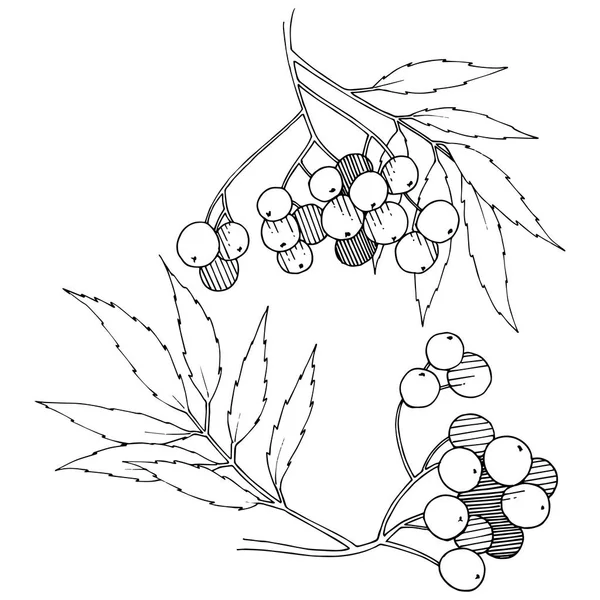 Vektör Sonbahar Siyah Sorbus Bitki Berry Bitki Botanik Bahçe Çiçek — Stok Vektör