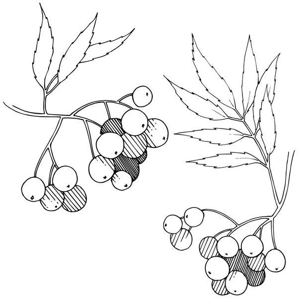 ベクトル秋の黒いナナカマドの植物 ベリー植物植物園花葉 孤立した図の要素 孤立した図の要素 テクスチャ フレームや境界線のベクトル工場 — ストックベクタ