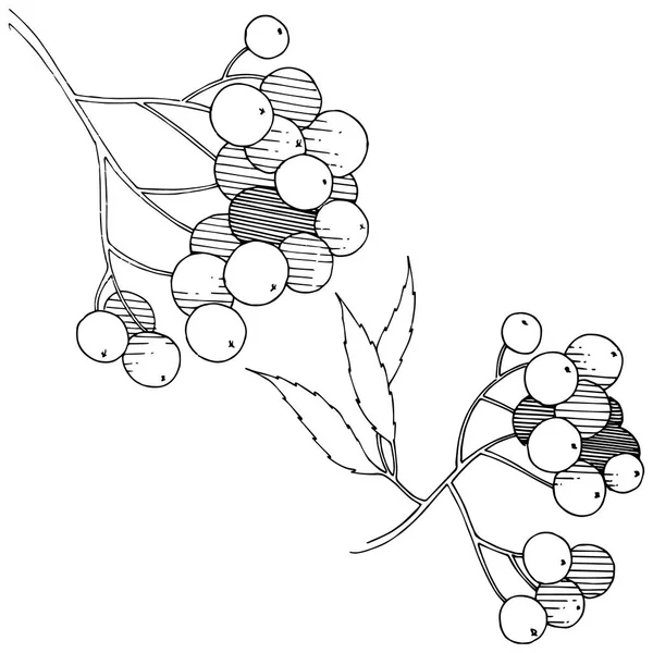 矢量秋黑花植物 浆果植物园花叶 独立的插图元素 独立的插图元素 框架或边框的矢量植物 — 图库矢量图片