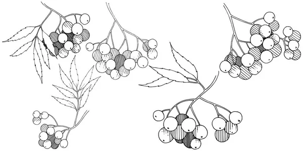 Usine Sorbus Noir Automne Vecteur Berry Plant Jardin Botanique Feuillage — Image vectorielle