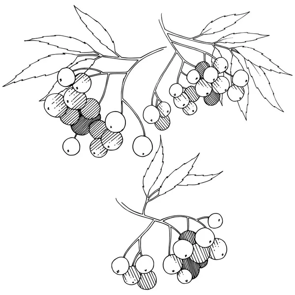 ベクトル秋の黒いナナカマドの植物 ベリー植物植物園花葉 孤立した図の要素 孤立した図の要素 テクスチャ フレームや境界線のベクトル工場 — ストックベクタ