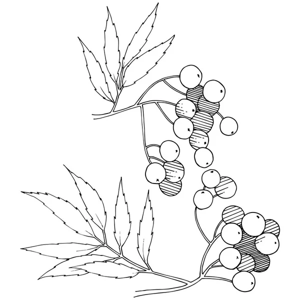 矢量秋黑花植物 浆果植物园花叶 独立的插图元素 独立的插图元素 框架或边框的矢量植物 — 图库矢量图片