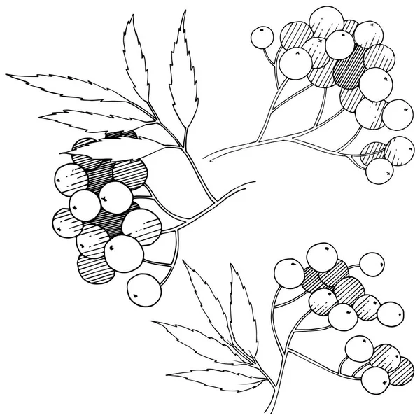 矢量秋黑花植物 浆果植物园花叶 独立的插图元素 独立的插图元素 框架或边框的矢量植物 — 图库矢量图片