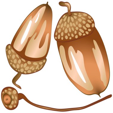 Sonbahar kahverengi bir meşe palamudu meşe bitki vektör. Meşe palamudu bitki botanik bahçe çiçek yaprakları. İzole illüstrasyon öğesi. Arka plan, doku, sarıcı desen, çerçeve veya sınır vektör yaprak.