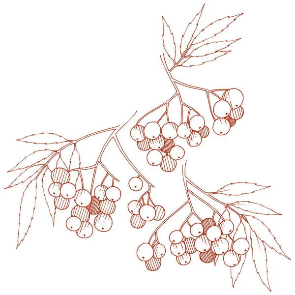 ベクトル秋の赤いナナカマドの植物 ベリー植物植物園花葉 孤立した図の要素 孤立した図の要素 テクスチャ フレームや境界線のベクトル工場 — ストックベクタ