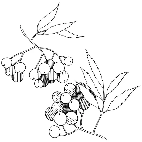 ベクトル秋の黒いナナカマドの植物 ベリー植物植物園花葉 孤立した図の要素 孤立した図の要素 テクスチャ フレームや境界線のベクトル工場 — ストックベクタ