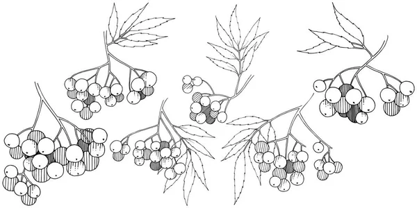 Vector Otoño Planta Sorbus Negro Planta Bayas Jardín Botánico Follaje — Archivo Imágenes Vectoriales