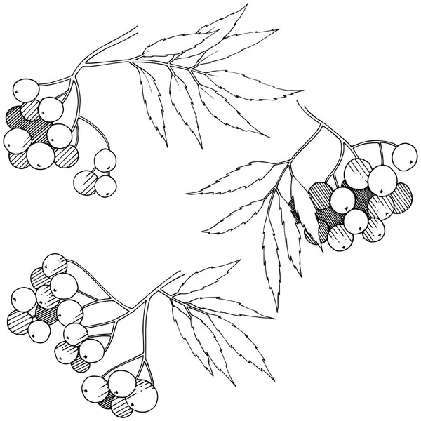 Vector Hösten Svart Sorbus Växt Berry Växt Botaniska Trädgård Blommig — Stock vektor