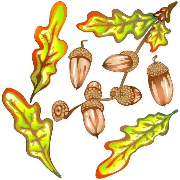 Vektorové Dubové Listí Podzim Žluté Rostlina Žalud Listy Rostlin Botanická — Stockový vektor