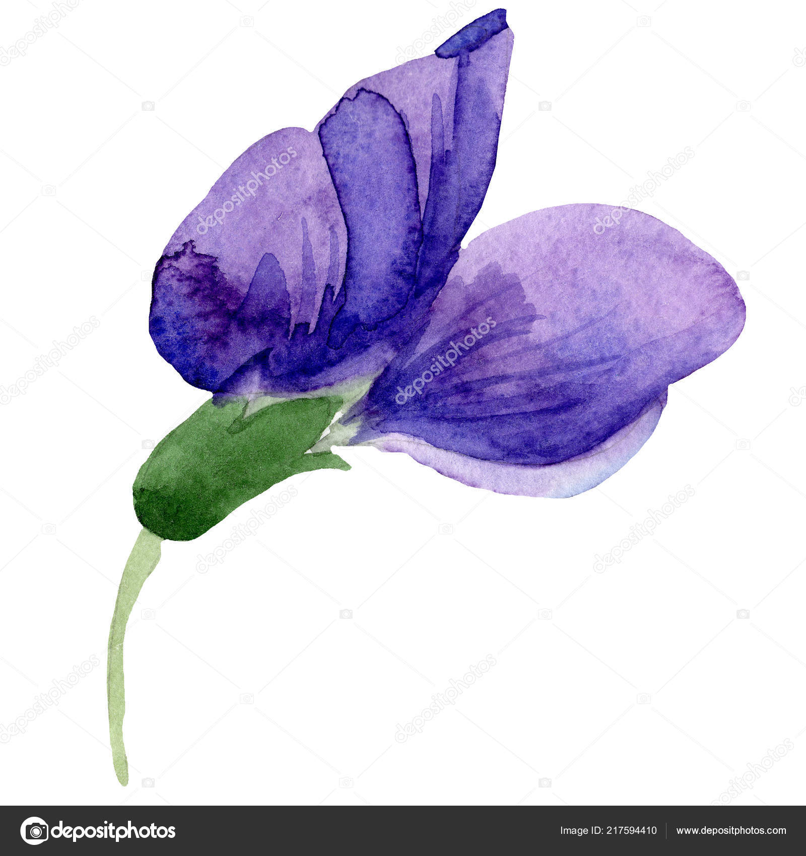 Watercolor Purple Sweet Pea Flower