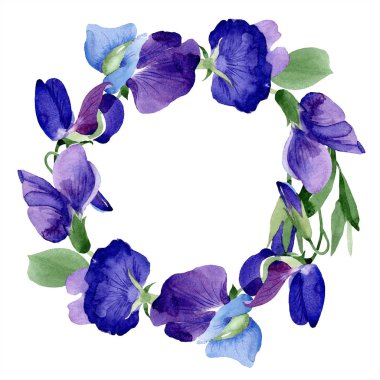 Suluboya mor tatlı bezelyem çiçek. Botanik çiçek. Çerçeve kenarlığı süsleme Meydanı. Arka plan, doku, sarıcı desen, çerçeve veya kenarlık için Aquarelle kır çiçeği.