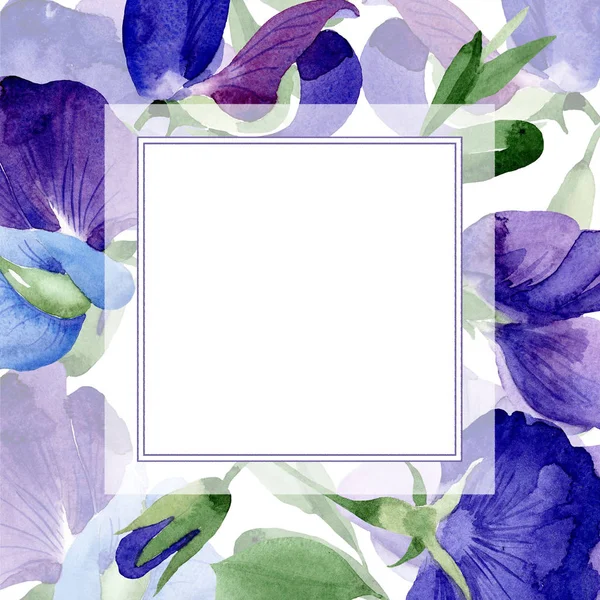 Acquerello Viola Fiore Pisello Dolce Fiore Botanico Floreale Quadrato Ornamento — Foto Stock